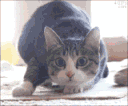 Catpounce