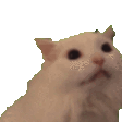 catNyaa