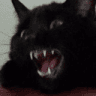 catangry