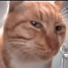 gato_SUS