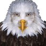 cursed_eagle_stare