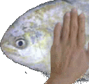 g_fishpat