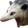 racoon39
