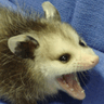 possum75