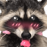 raccoon78