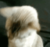 im_ready_cat