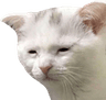 TiredCat