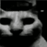 darkcat