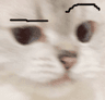 CatSUS