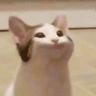 miaw