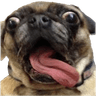 7775crazydog