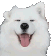 Cutedog