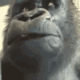 monkeychew
