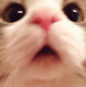 catwoah