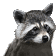 raccoon