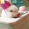 TM_Pig