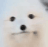 snow_fox_35