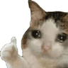 8171sadcat
