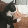 Cat_Kiss