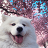 SL_Doggo_aesthetic2