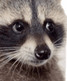 7394raccoonface