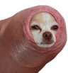 foreskindog