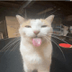 cat