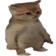 catstanding