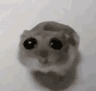 sadhamster