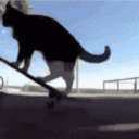 cat_skateboard