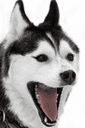 huskylaugh