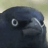 crow_of_judgement