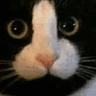 meow