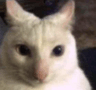gogocat