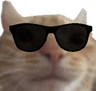 SA_catCool