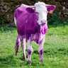 pinkcowtoomuchswag