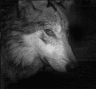 Wolfstare