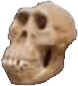 skull