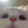 DD_catstare