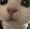meowdy