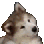 confuseddog