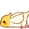 birbscoot