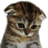 SadMeow
