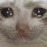 sadkitty