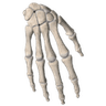 9c_skeleton_hand