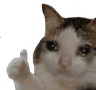 Meme_Sad_Cat_Thumbs_Up