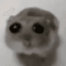 sadhamster