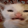 sad_cat