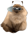 swagcat