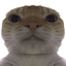 cat_12
